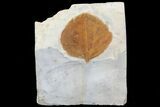 Detailed Fossil Leaf (Zizyphoides) - Montana #75494-1
